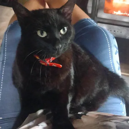 Familia 12-casa Amazonia Pt